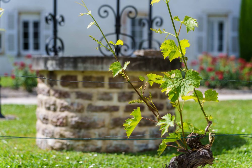 Patio aux vignes et jardin de l'hôtel L'Orée des Vignes à Gilly-lès-Cîteaux